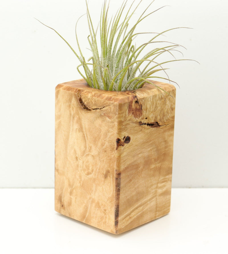 Wood Burl  Air Plant Holder - Killian (Wood Burl, 680365)