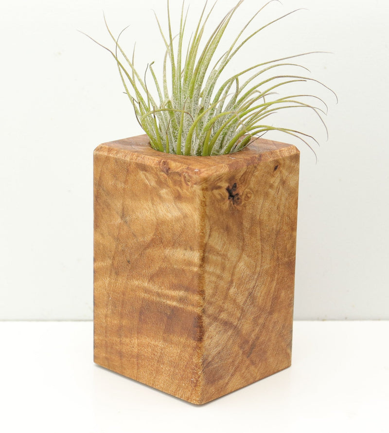 Wood Burl  Air Plant Holder - Barry (Wood Burl, 680366)