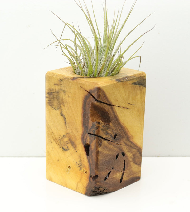 Wood Burl  Air Plant Holder - Felicia (Wood Burl, 680367)