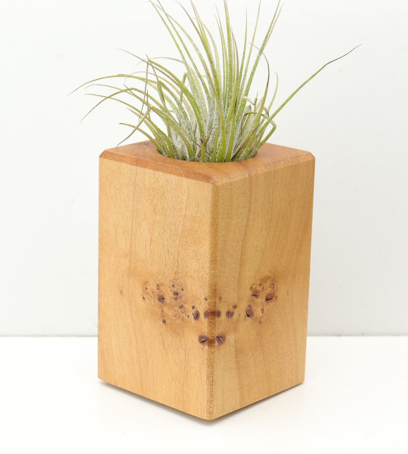 Wood Burl  Air Plant Holder - Sarah (Wood Burl, 680368)