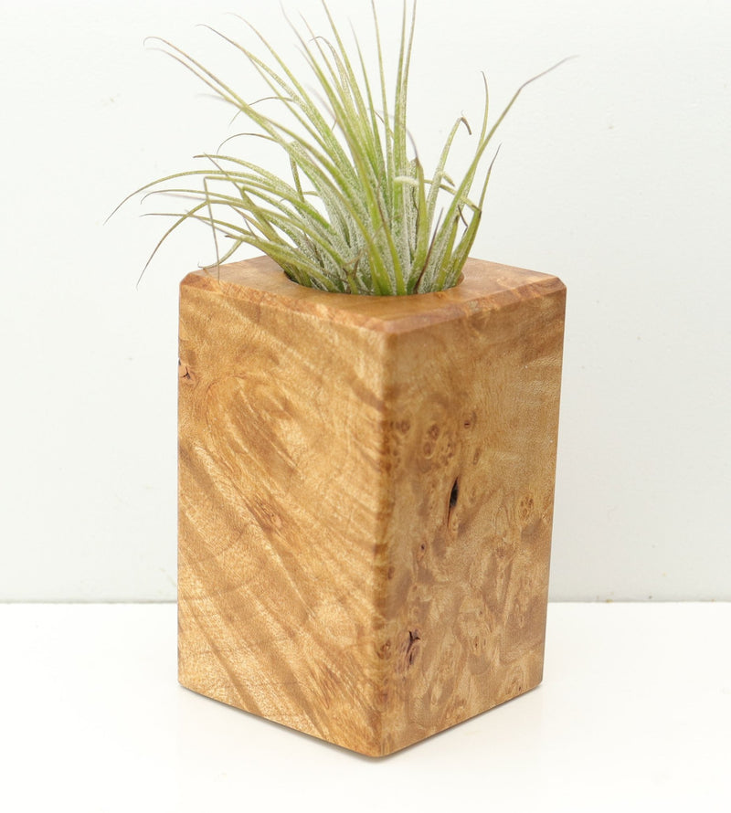 Wood Burl  Air Plant Holder - Kara (Wood Burl, 680369)