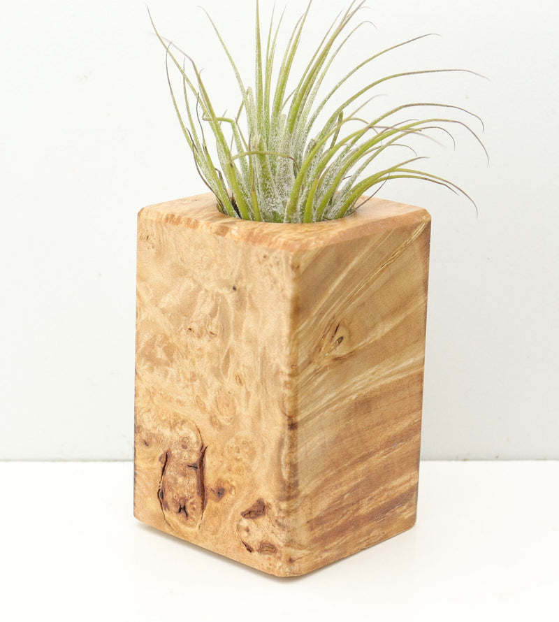 Wood Burl  Air Plant Holder - Addilyn (Wood Burl, 680370)