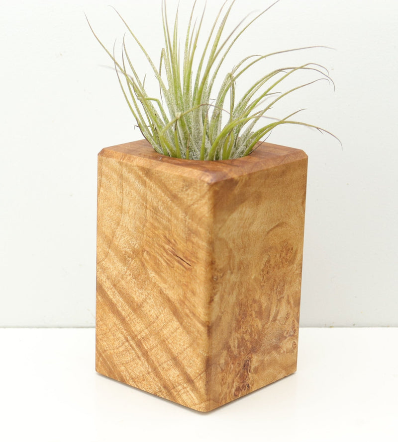 Wood Burl  Air Plant Holder - Catina (Wood Burl, 680371)