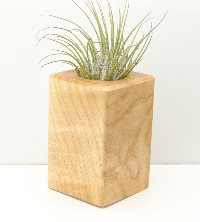 Wood Burl  Air Plant Holder - Luella (Wood Burl, 680372)