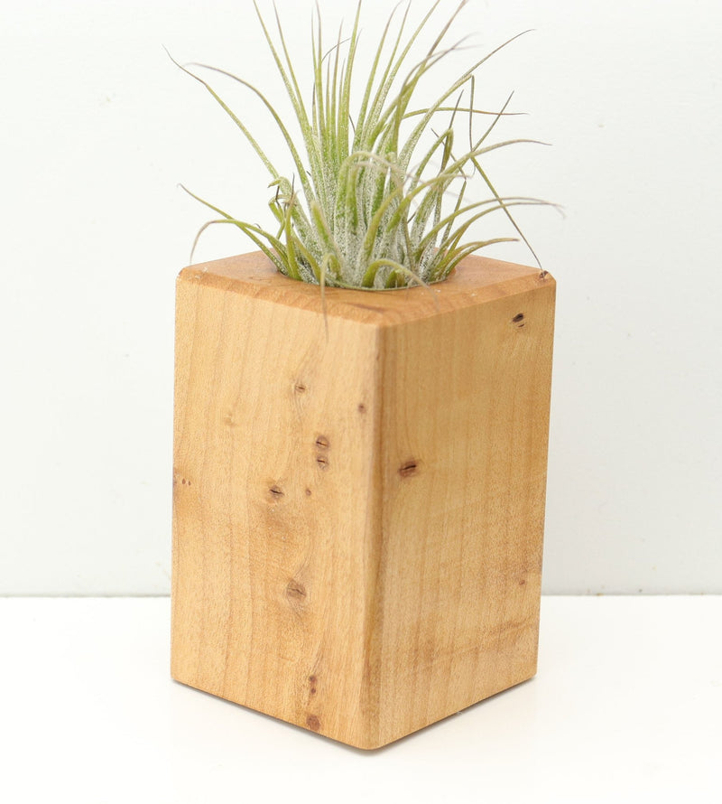 Wood Burl  Air Plant Holder - Winter (Wood Burl, 680373)
