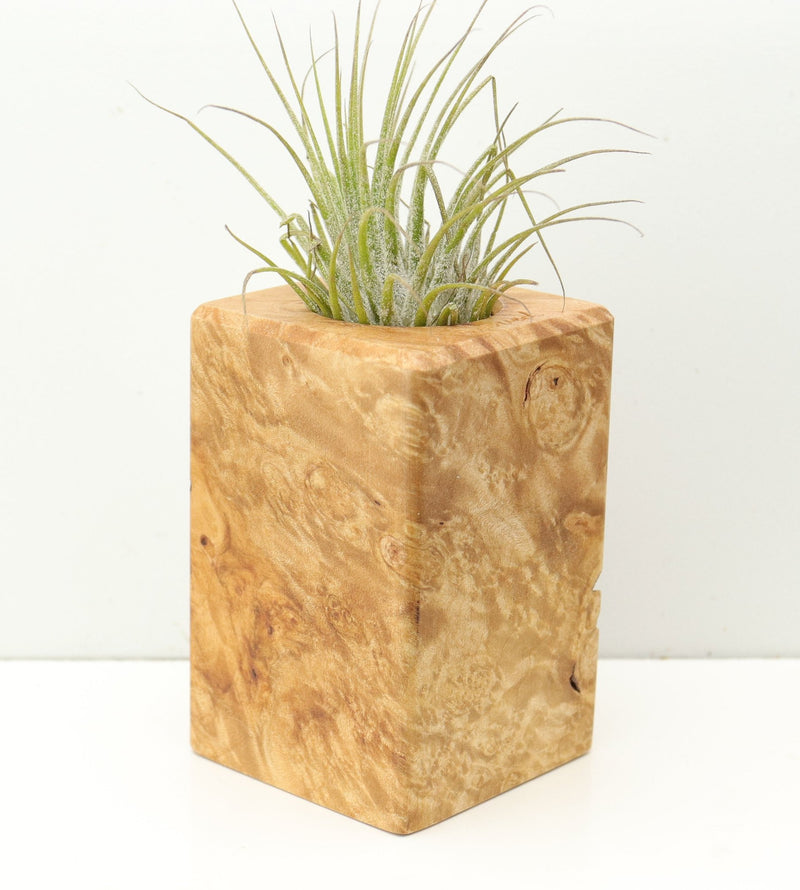 Wood Burl  Air Plant Holder - Delilah (Wood Burl, 680374)