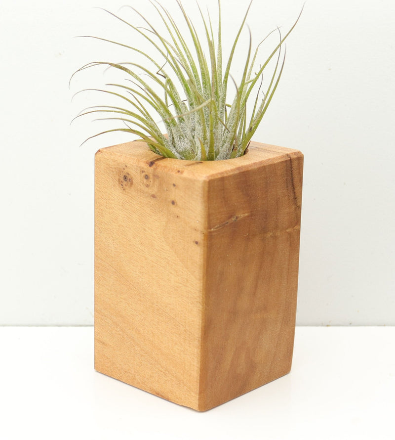 Wood Burl  Air Plant Holder - Lindsey (Wood Burl, 680375)