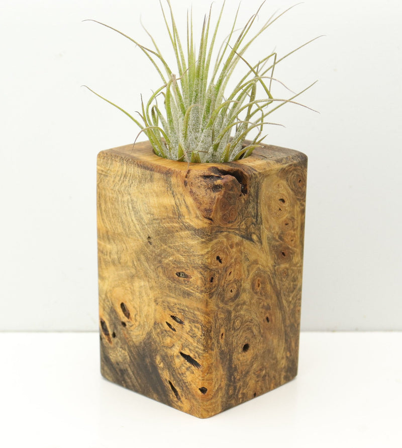 Wood Burl  Air Plant Holder - Zoe (Wood Burl, 680376)