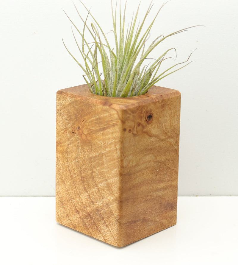 Wood Burl  Air Plant Holder - Jasmine (Wood Burl, 680377)