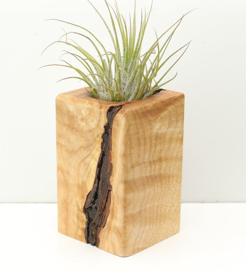 Wood Burl  Air Plant Holder - Samantha (Wood Burl, 680378)