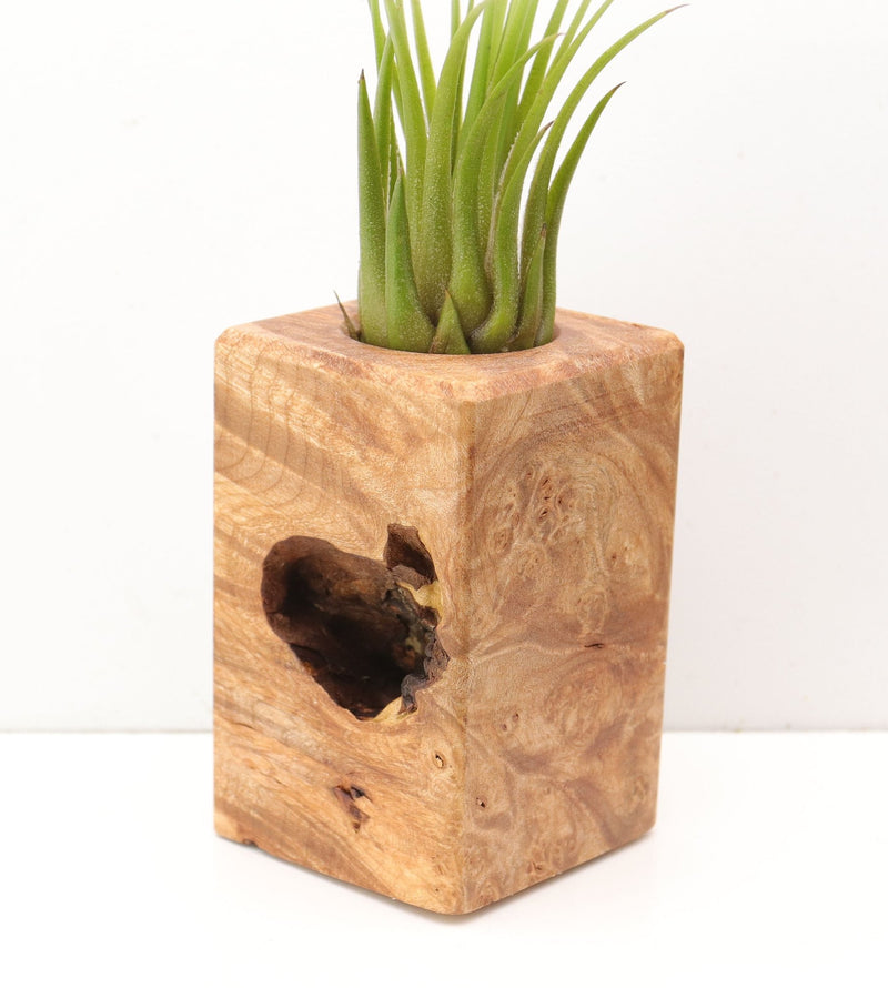 Wood Burl  Air Plant Holder - Zuri (Wood Burl, 685207)