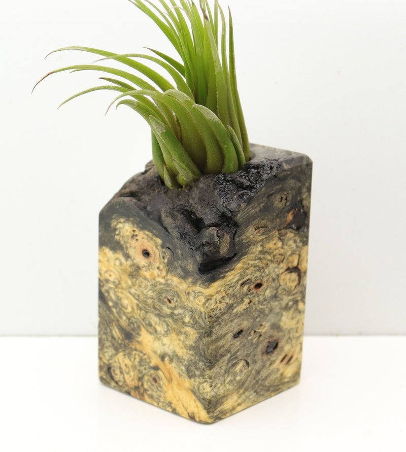 Wood Burl  Air Plant Holder - Shawn (Wood Burl, 685210)