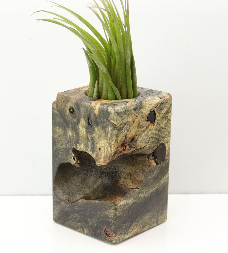 Wood Burl  Air Plant Holder - Shelia (Wood Burl, 685211)