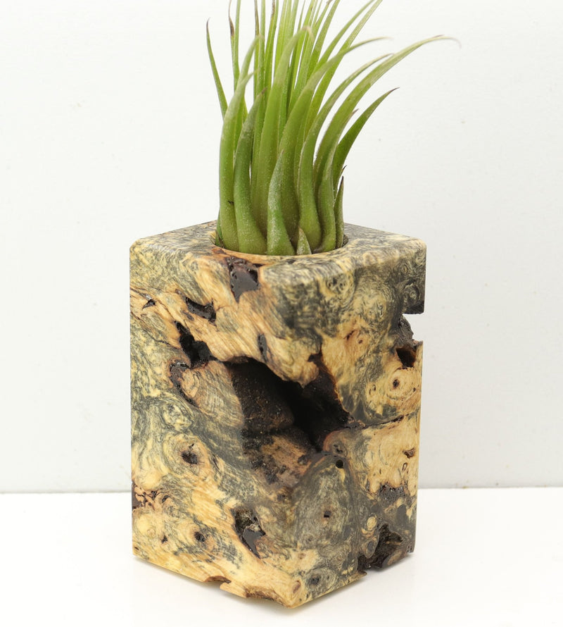 Wood Burl  Air Plant Holder - Angel (Wood Burl, 685212)