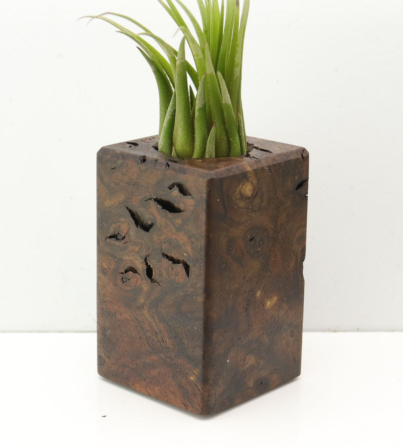 Wood Burl  Air Plant Holder - Christine (Wood Burl, 685213)