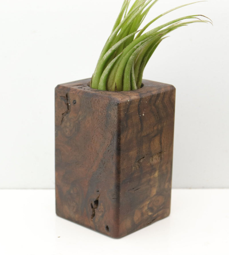 Wood Burl  Air Plant Holder - Hailee (Wood Burl, 685214)