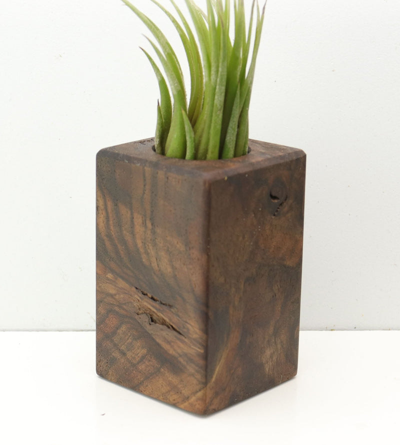 Wood Burl  Air Plant Holder - Kennedi (Wood Burl, 685216)