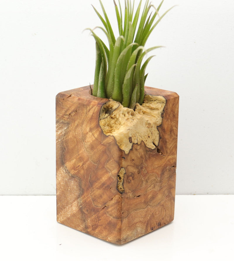 Wood Burl  Air Plant Holder - Mickey (Wood Burl, 685218)