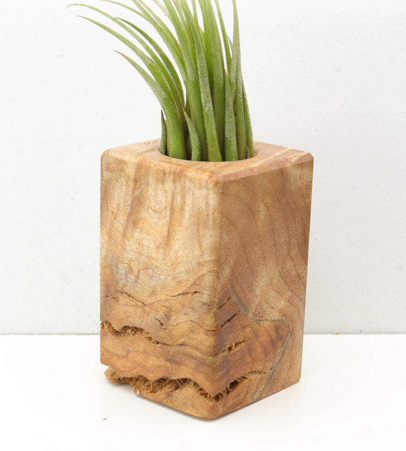 Wood Burl  Air Plant Holder - Cindy (Wood Burl, 685220)