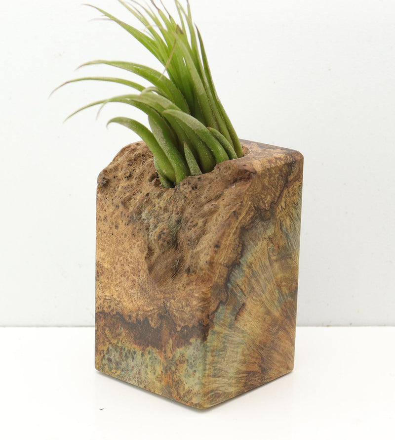Wood Burl  Air Plant Holder - Jaiden (Wood Burl, 685221)