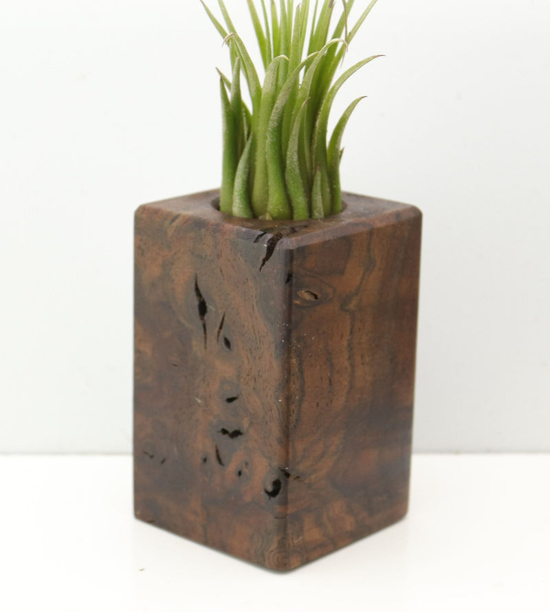 Wood Burl  Air Plant Holder - Esteban (Wood Burl, 685222)