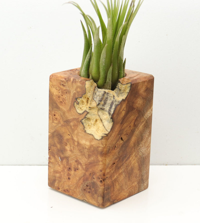 Wood Burl  Air Plant Holder - Pat (Wood Burl, 685224)