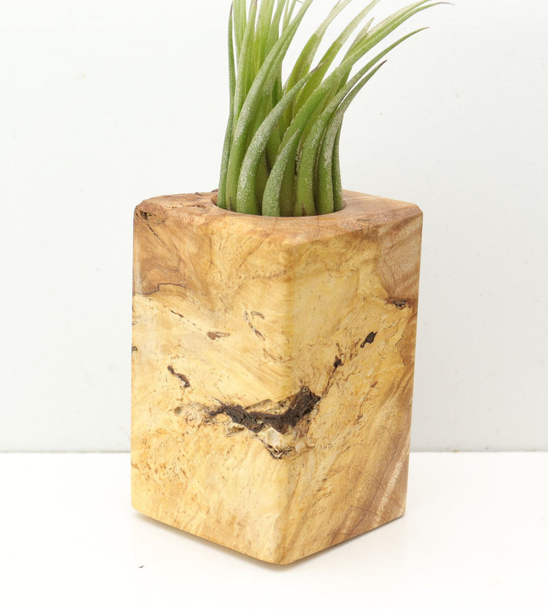 Wood Burl  Air Plant Holder - Harper (Wood Burl, 685225)