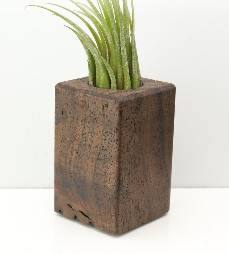 Wood Burl  Air Plant Holder - Jasmin (Wood Burl, 685226)