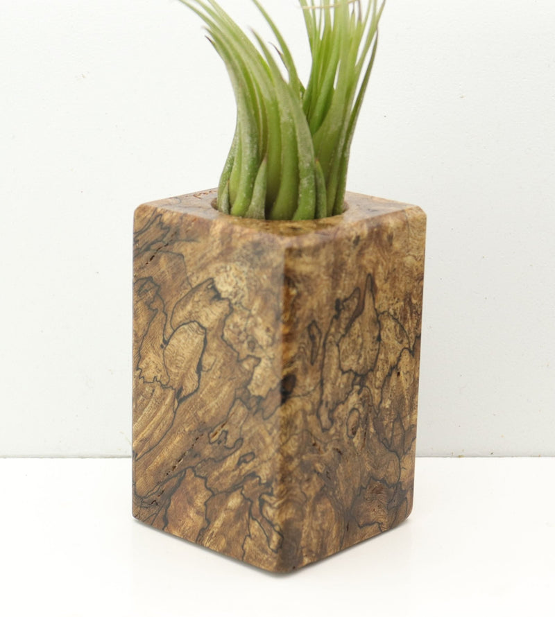 Wood Burl  Air Plant Holder - Rex (Wood Burl, 685227)