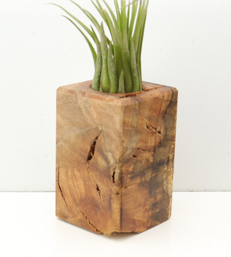 Wood Burl  Air Plant Holder - Vonda (Wood Burl, 685228)