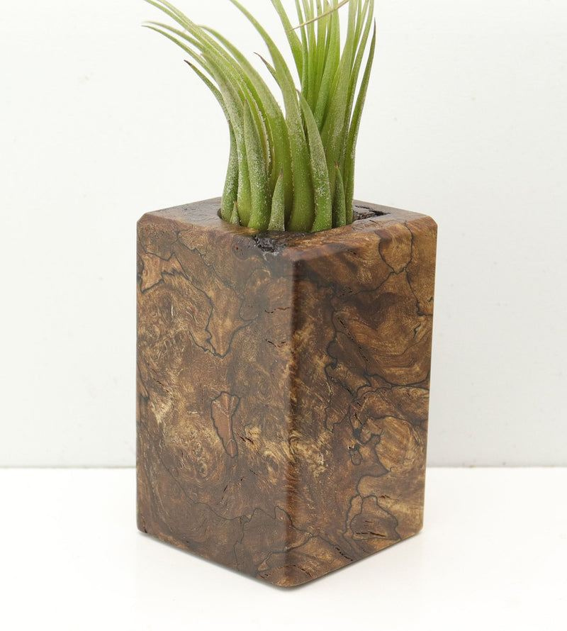 Wood Burl  Air Plant Holder - Cheyanne (Wood Burl, 685229)