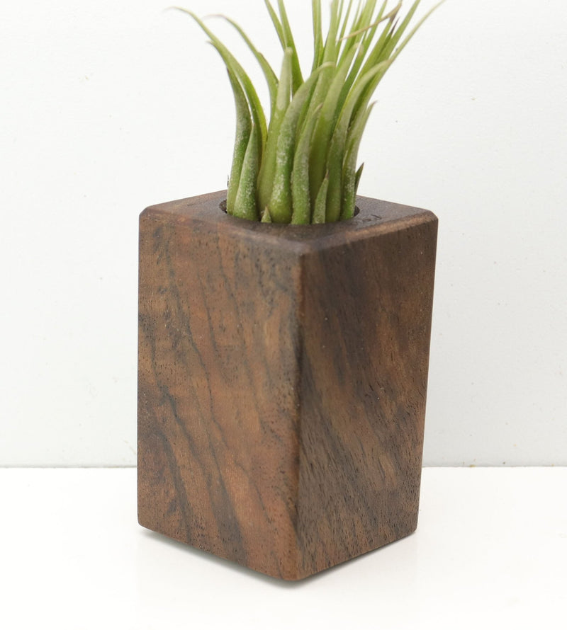 Wood Burl  Air Plant Holder - Camron (Wood Burl, 685230)
