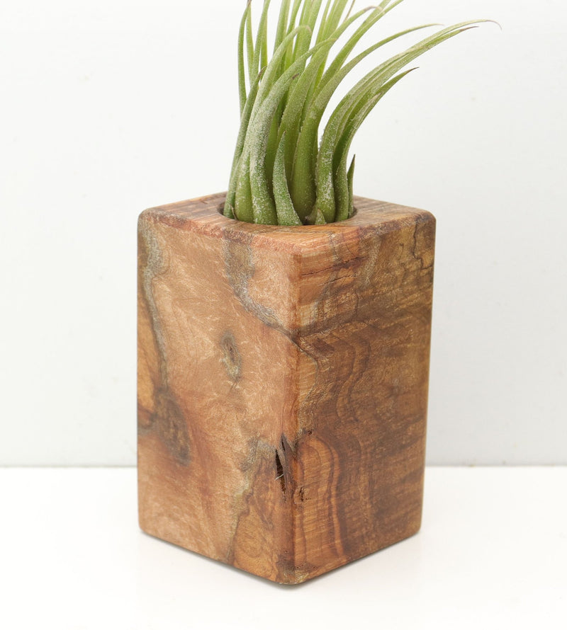 Wood Burl  Air Plant Holder - Colson (Wood Burl, 685232)