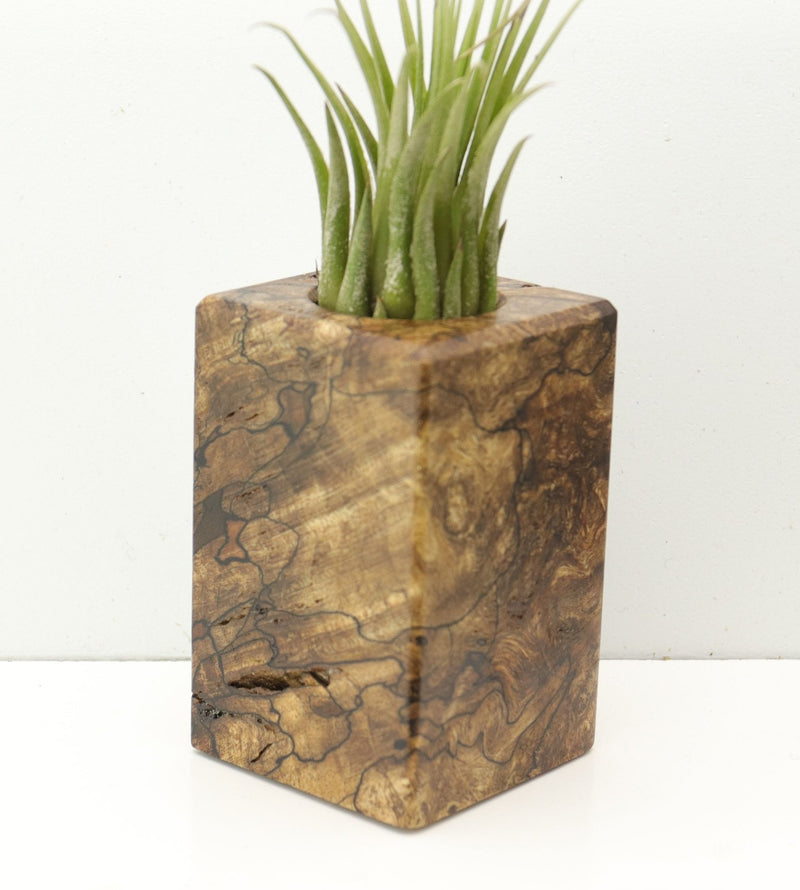 Wood Burl  Air Plant Holder - Debbie (Wood Burl, 685233)