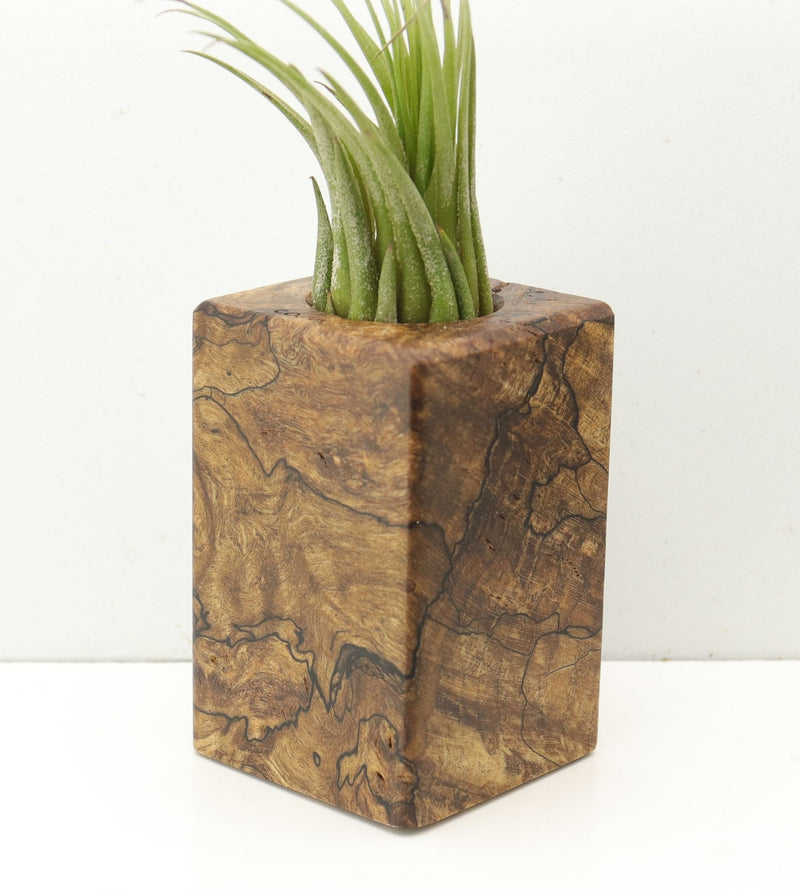 Wood Burl  Air Plant Holder - Brett (Wood Burl, 685235)