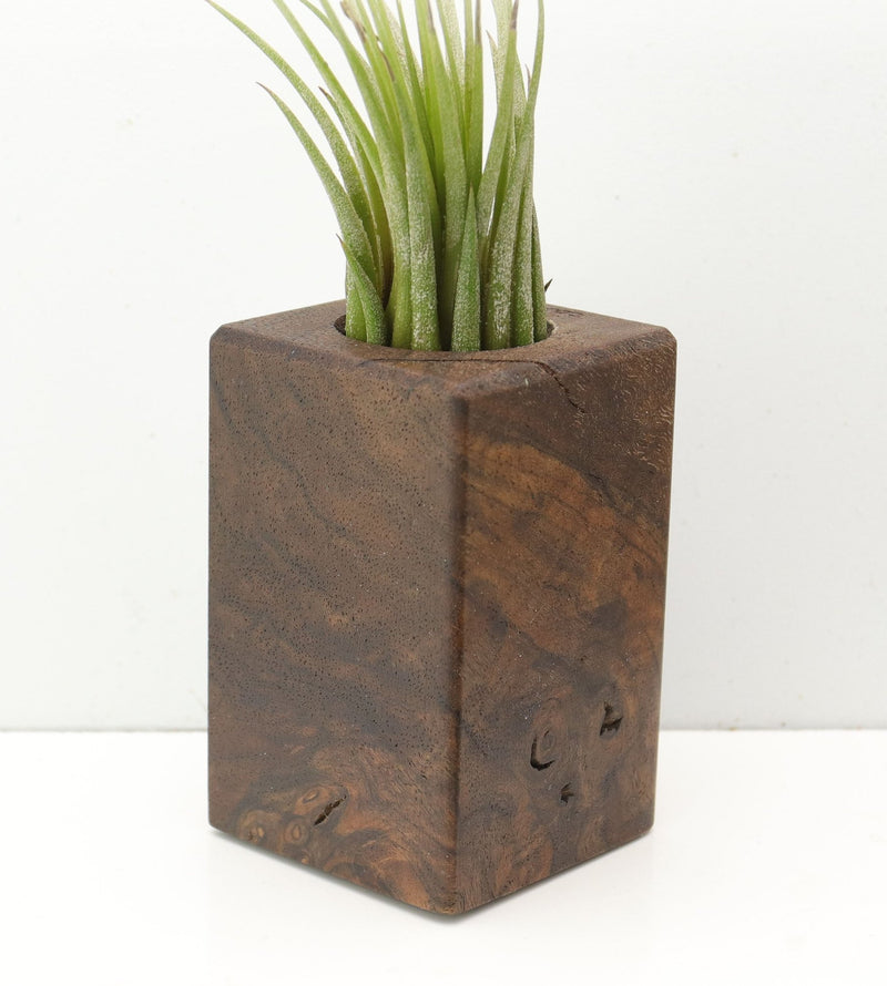 Wood Burl  Air Plant Holder - Yasmin (Wood Burl, 685236)