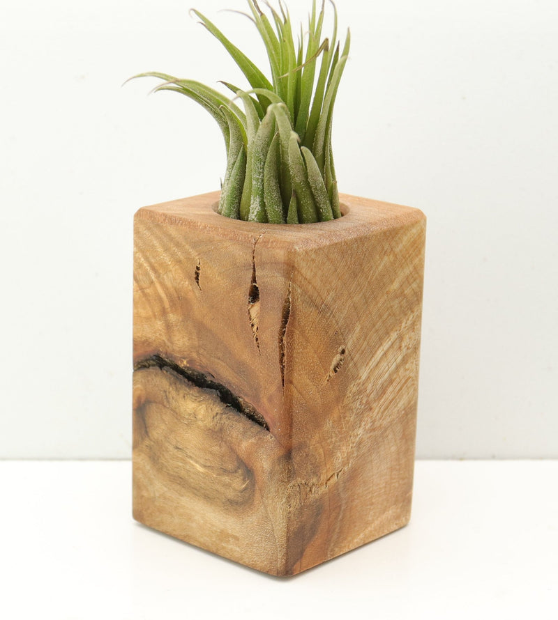 Wood Burl  Air Plant Holder - Landyn (Wood Burl, 685237)