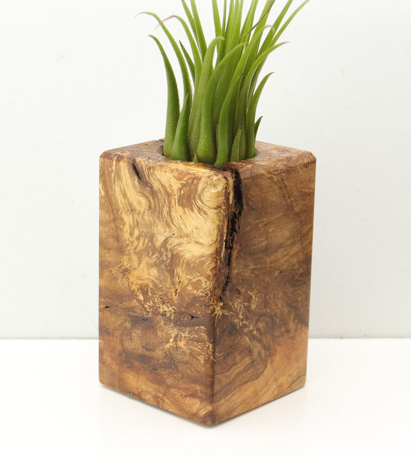 Wood Burl  Air Plant Holder - Kari (Wood Burl, 685238)