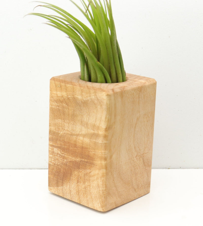 Wood Burl  Air Plant Holder - Daryl (Wood Burl, 685239)
