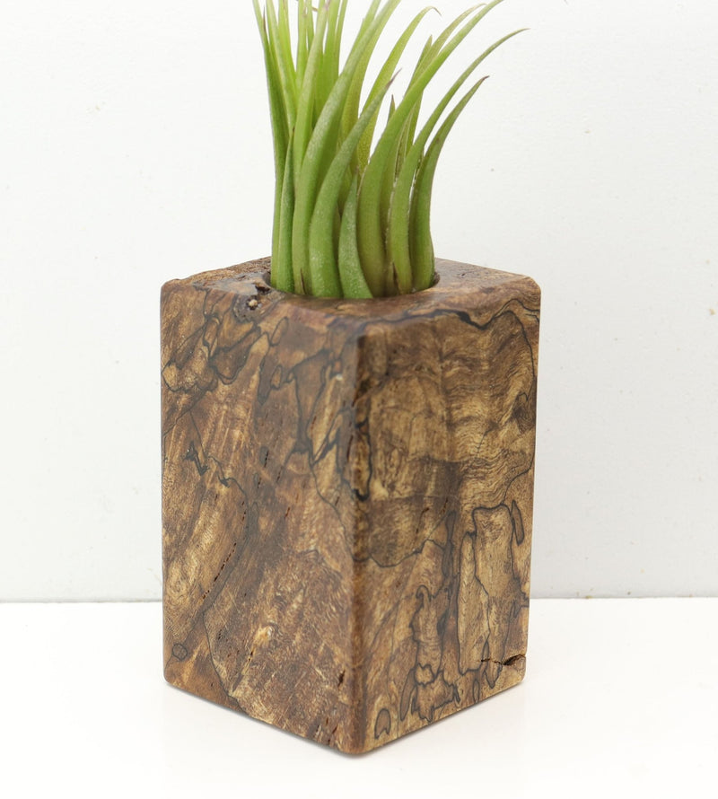 Wood Burl  Air Plant Holder - Kyleigh (Wood Burl, 685240)