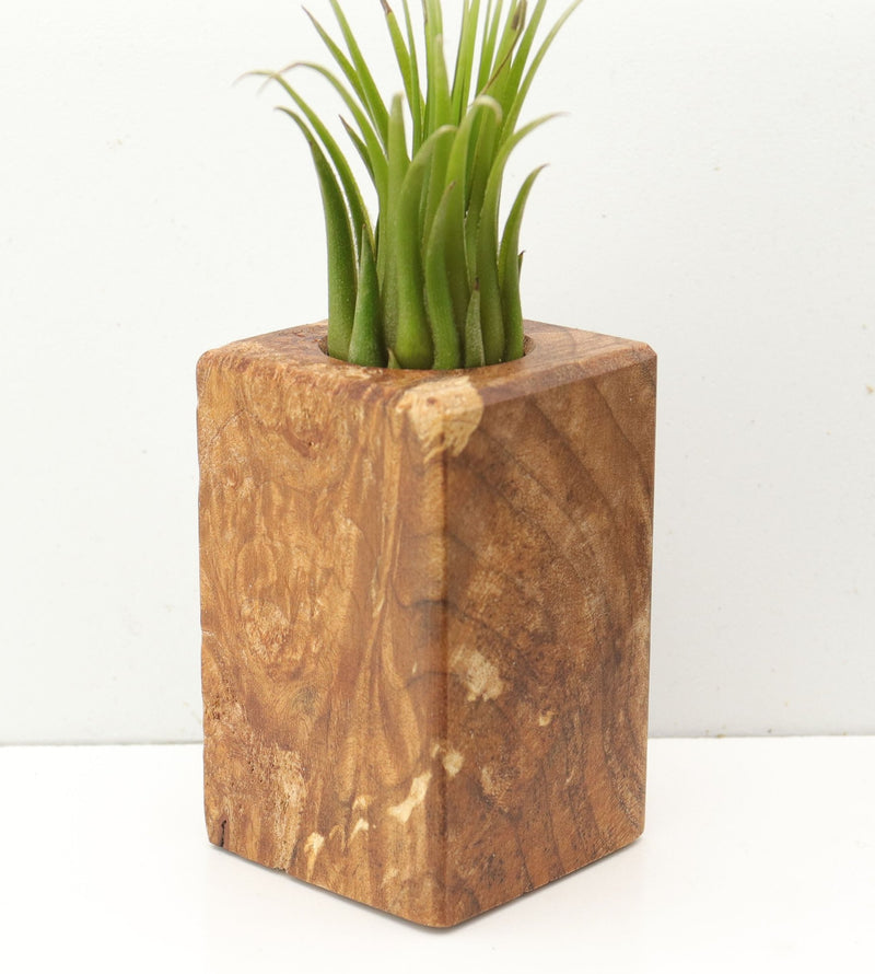 Wood Burl  Air Plant Holder - Elsa (Wood Burl, 685241)