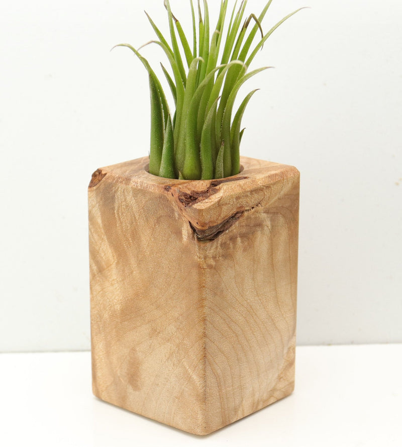 Wood Burl  Air Plant Holder - Jace (Wood Burl, 685242)