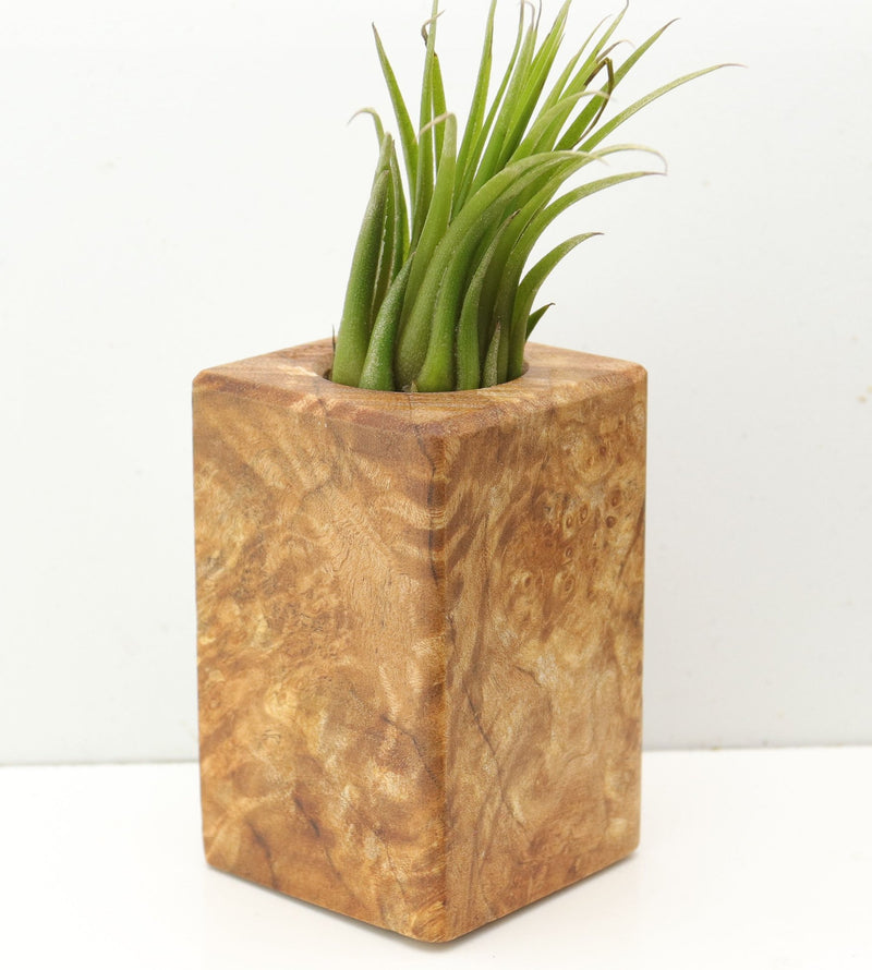 Wood Burl  Air Plant Holder - Nina (Wood Burl, 685243)