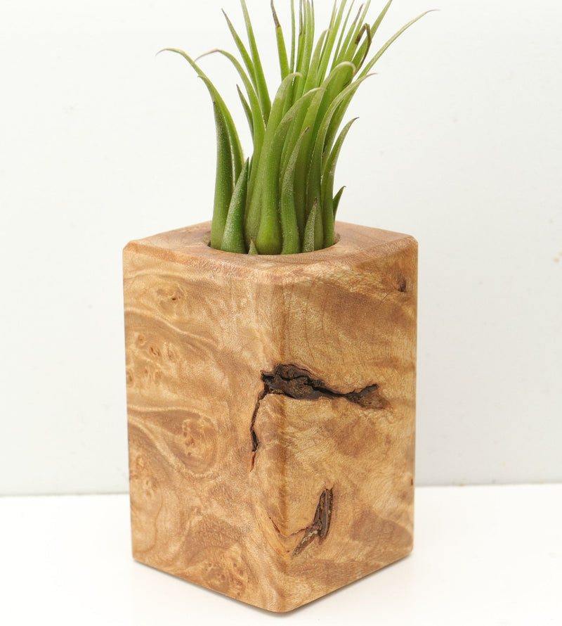 Wood Burl  Air Plant Holder - Alisa (Wood Burl, 685244)