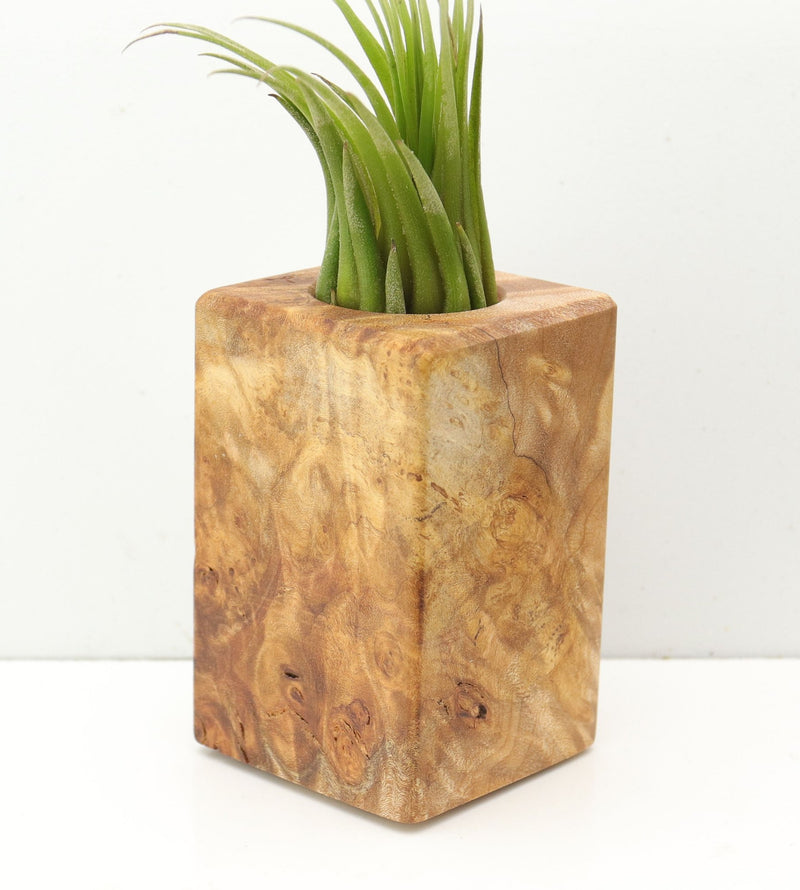 Wood Burl  Air Plant Holder - Beatrice (Wood Burl, 685245)