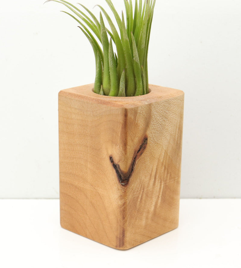 Wood Burl  Air Plant Holder - Tamara (Wood Burl, 685246)