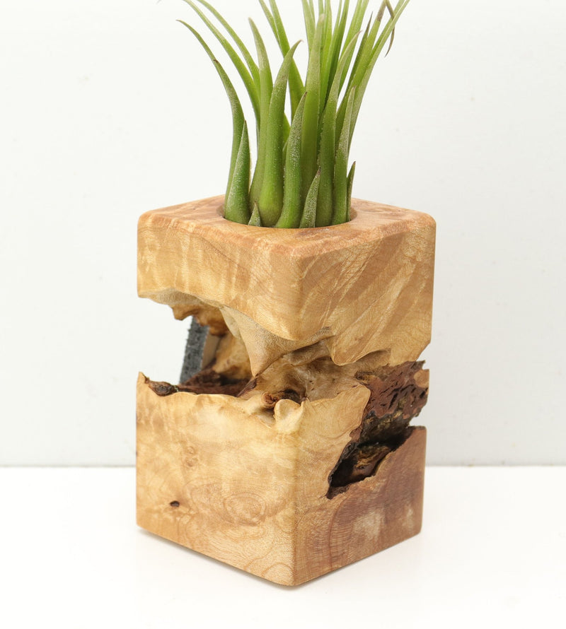 Wood Burl  Air Plant Holder - Annabelle (Wood Burl, 685247)