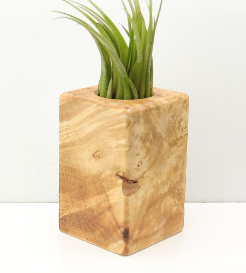 Wood Burl  Air Plant Holder - Shawn (Wood Burl, 685249)