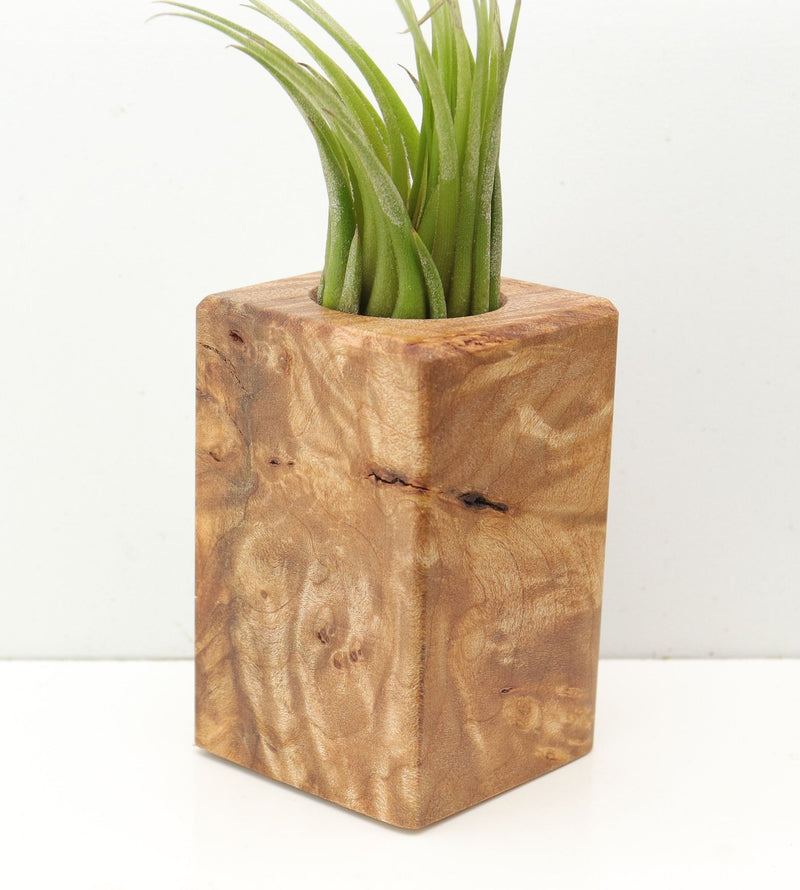 Wood Burl  Air Plant Holder - Trent (Wood Burl, 685250)