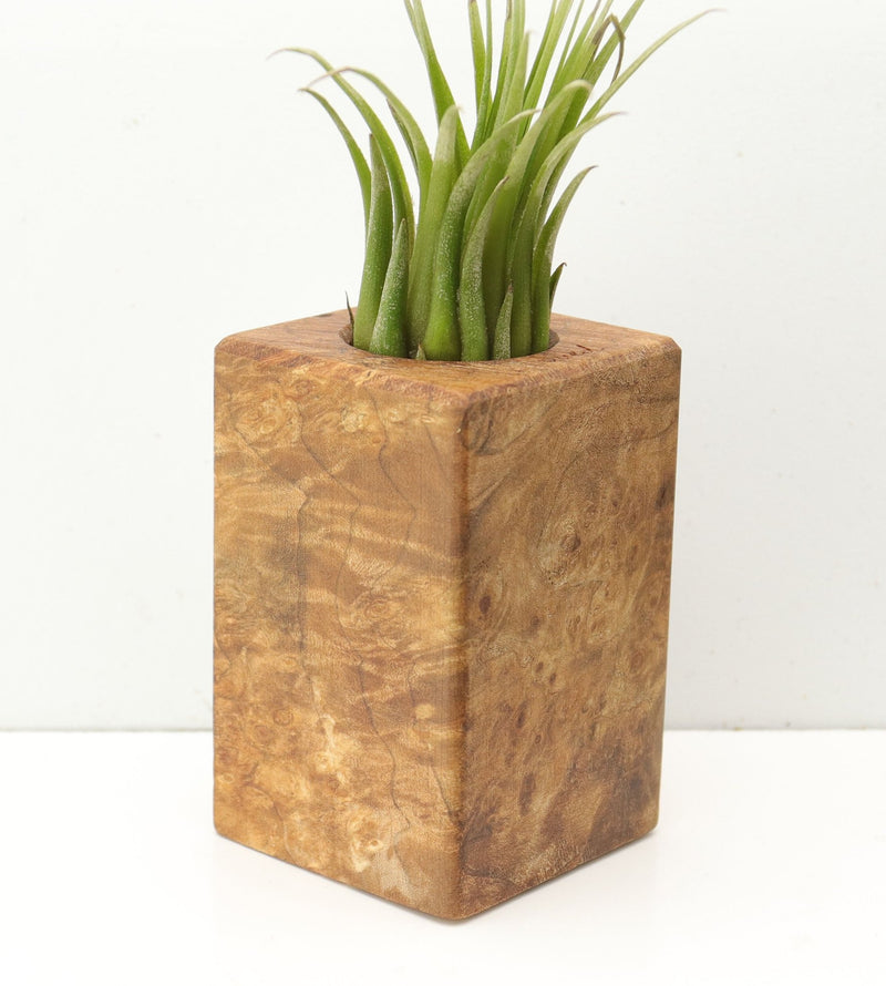 Wood Burl  Air Plant Holder - Romeo (Wood Burl, 685252)